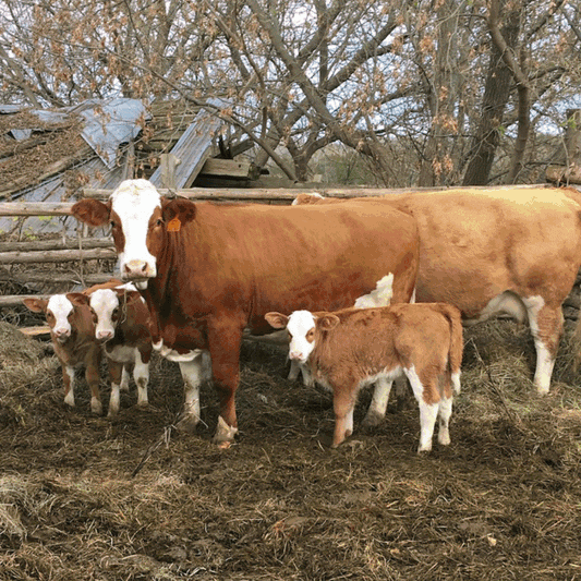 The Farmhouse Edit: Edition 05